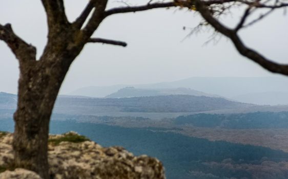 An old dry tree on top of a hill.