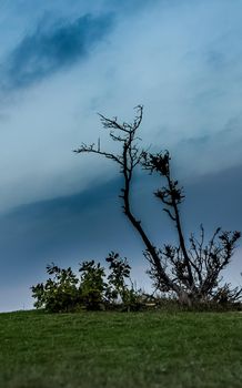 An old dry tree on top of a hill.