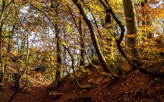 Beautiful autumn forest in the mountains of Crimea. A leaffall in the woods.