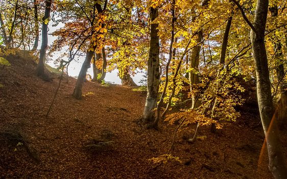 Beautiful autumn forest in the mountains of Crimea. A leaffall in the woods.