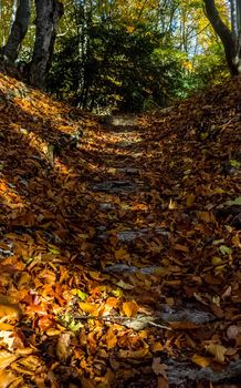 Beautiful autumn forest in the mountains of Crimea. A leaffall in the woods.