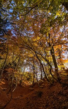 Beautiful autumn forest in the mountains of Crimea. A leaffall in the woods.