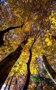 Beautiful autumn forest in the mountains of Crimea. A leaffall in the woods.