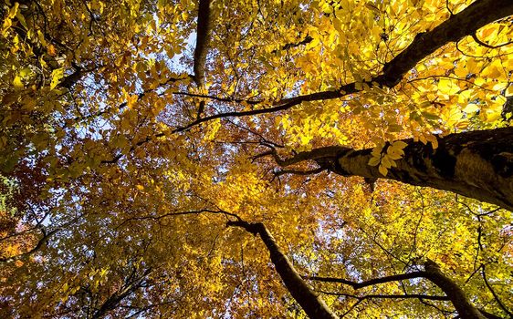 Beautiful autumn forest in the mountains of Crimea. A leaffall in the woods.