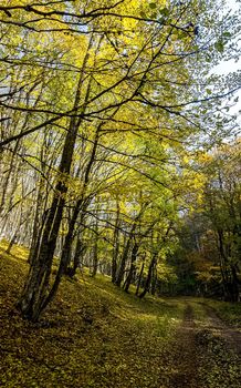 Beautiful autumn forest in the mountains of Crimea. A leaffall in the woods.