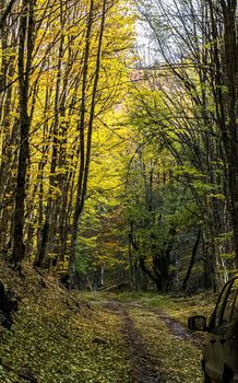 Beautiful autumn forest in the mountains of Crimea. A leaffall in the woods.