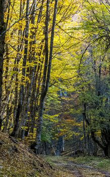 Beautiful autumn forest in the mountains of Crimea. A leaffall in the woods.