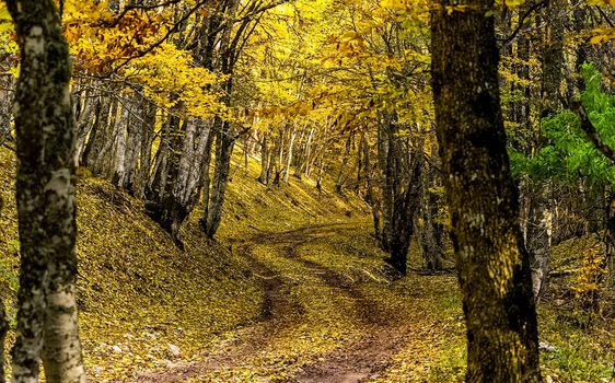 Beautiful autumn forest in the mountains of Crimea. A leaffall in the woods.