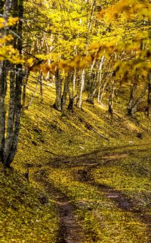 Beautiful autumn forest in the mountains of Crimea. A leaffall in the woods.