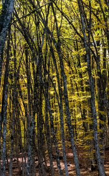 Beautiful autumn forest in the mountains of Crimea. A leaffall in the woods.