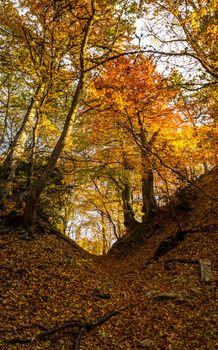 Beautiful autumn forest in the mountains of Crimea. A leaffall in the woods.