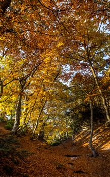 Beautiful autumn forest in the mountains of Crimea. A leaffall in the woods.