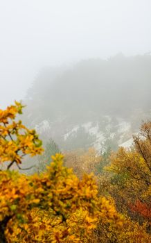 Beautiful autumn forest in the mountains of Crimea. A leaffall in the woods.