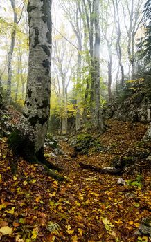 Beautiful autumn forest in the mountains of Crimea. A leaffall in the woods.