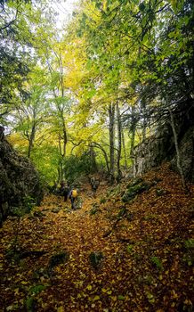 Beautiful autumn forest in the mountains of Crimea. A leaffall in the woods.