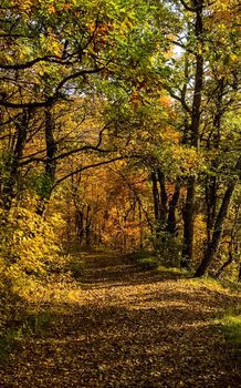 Beautiful autumn forest in the mountains of Crimea. A leaffall in the woods.