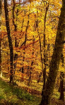 Beautiful autumn forest in the mountains of Crimea. A leaffall in the woods.