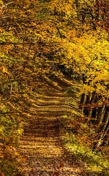 Beautiful autumn forest in the mountains of Crimea. A leaffall in the woods.