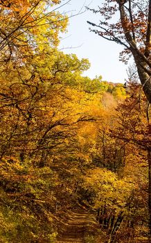 Beautiful autumn forest in the mountains of Crimea. A leaffall in the woods.