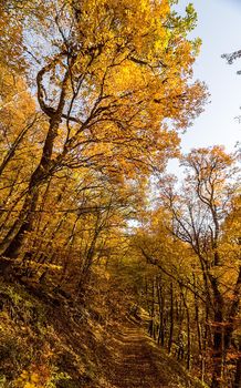 Beautiful autumn forest in the mountains of Crimea. A leaffall in the woods.