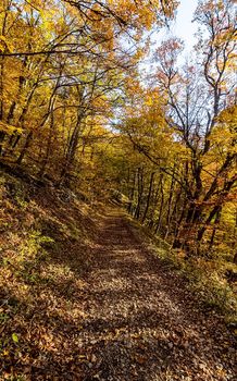 Beautiful autumn forest in the mountains of Crimea. A leaffall in the woods.