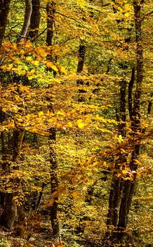 Beautiful autumn forest in the mountains of Crimea. A leaffall in the woods.