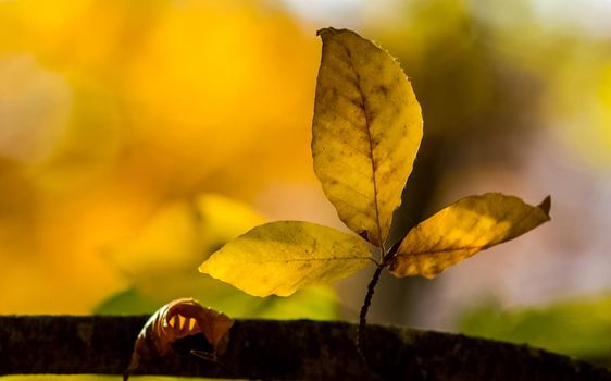 Beautiful autumn forest in the mountains of Crimea. A leaffall in the woods.