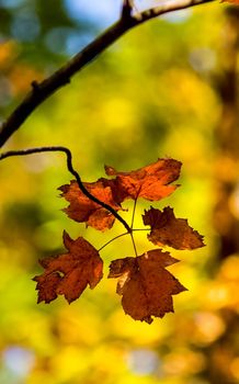 Beautiful autumn forest in the mountains of Crimea. A leaffall in the woods.