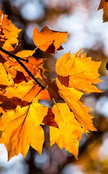 Beautiful autumn forest in the mountains of Crimea. A leaffall in the woods.