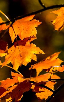 Beautiful autumn forest in the mountains of Crimea. A leaffall in the woods.