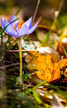 Beautiful autumn forest in the mountains of Crimea. A leaffall in the woods.