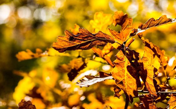Beautiful autumn forest in the mountains of Crimea. A leaffall in the woods.