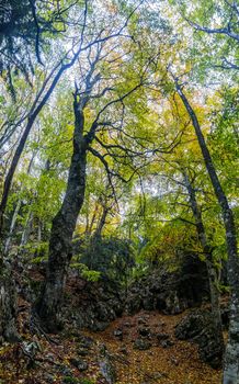 Beautiful autumn forest in the mountains of Crimea. A leaffall in the woods.