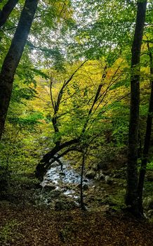 Beautiful autumn forest in the mountains of Crimea. A leaffall in the woods.