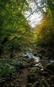 Beautiful autumn forest in the mountains of Crimea. A leaffall in the woods.