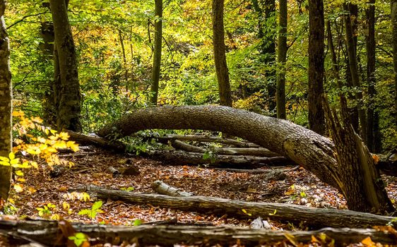 Beautiful autumn forest in the mountains of Crimea. A leaffall in the woods.