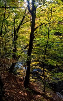 Beautiful autumn forest in the mountains of Crimea. A leaffall in the woods.