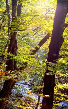 Beautiful autumn forest in the mountains of Crimea. A leaffall in the woods.