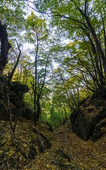 Beautiful autumn forest in the mountains of Crimea. A leaffall in the woods.