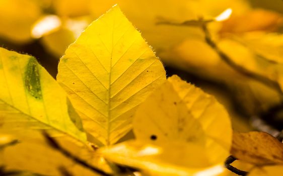 Beautiful autumn forest in the mountains of Crimea. A leaffall in the woods.