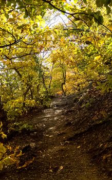 Beautiful autumn forest in the mountains of Crimea. A leaffall in the woods.