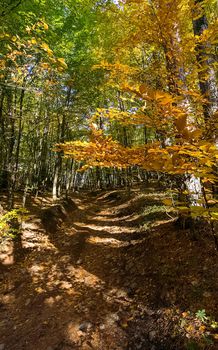 Beautiful autumn forest in the mountains of Crimea. A leaffall in the woods.