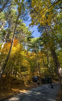 Beautiful autumn forest in the mountains of Crimea. A leaffall in the woods.