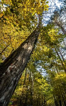 Beautiful autumn forest in the mountains of Crimea. A leaffall in the woods.