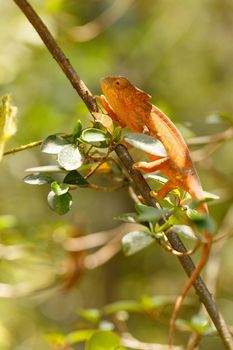 Parson's chameleon, Calumma parsonii, large species of chameleon. Amber mountain. Andasibe - Analamazaotra National Park, Madagascar wildlife