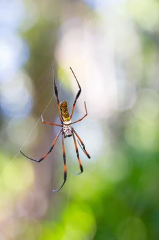 Golden silk orb-weaver, Giant spider on web. Nosy Mangabe island, Toamasina province, Madagascar wildlife and wilderness