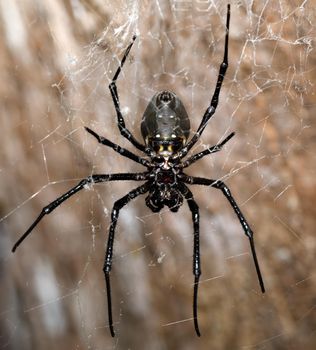 white spider Nephilengys livida, nephilid spider, common in human dwellings. Masoala National park, Madagascar wildlife and wilderness