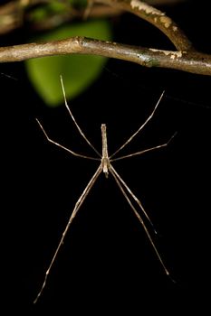 orb-weaver spider spider, Masoala National park, Toamasina province, Madagascar wildlife and wilderness