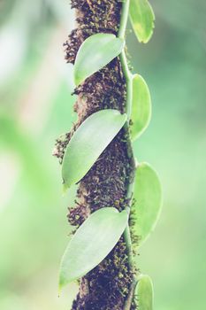 Closeup of Vanilla spice plant wrapped on tree. Masoala natural reserve, Madagascar nature