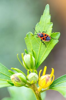 The firebug, Pyrrhocoris apterus, is a common insect of the family Pyrrhocoridae. Czech Republic, Europe wildlife